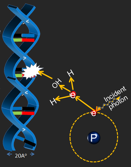 Radiobiology Basics